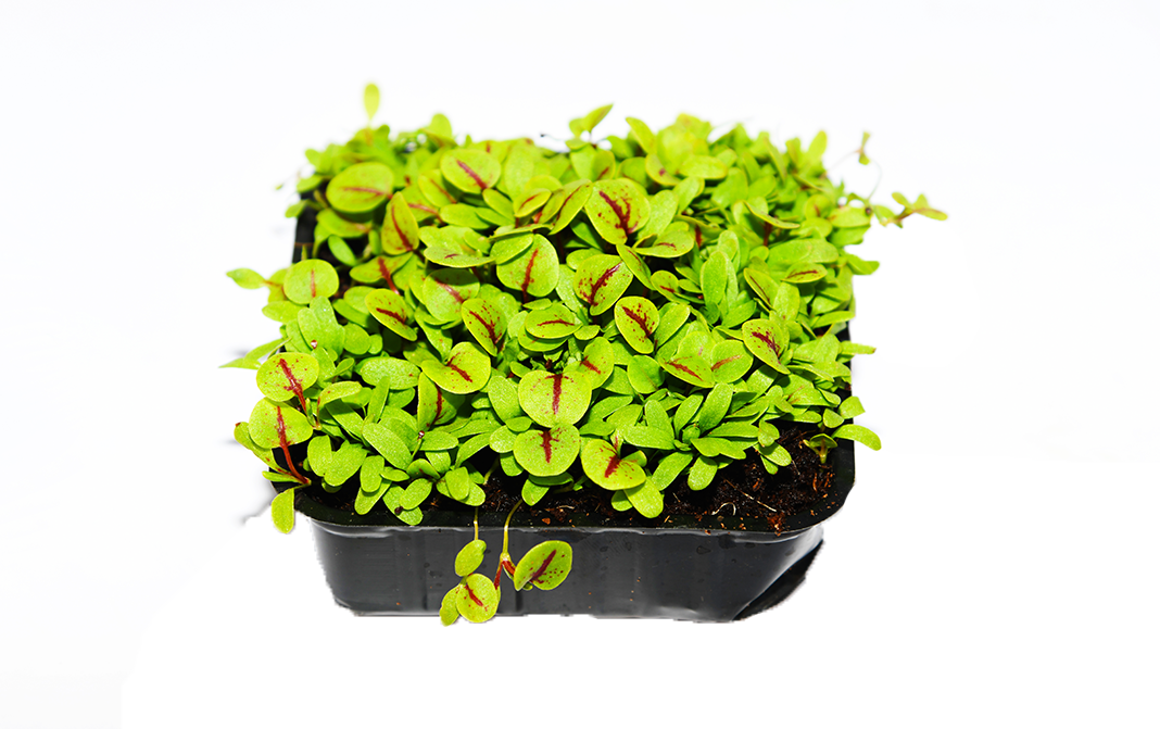 Simply Fresh Red Sorrel-MH    Box  1 pcs